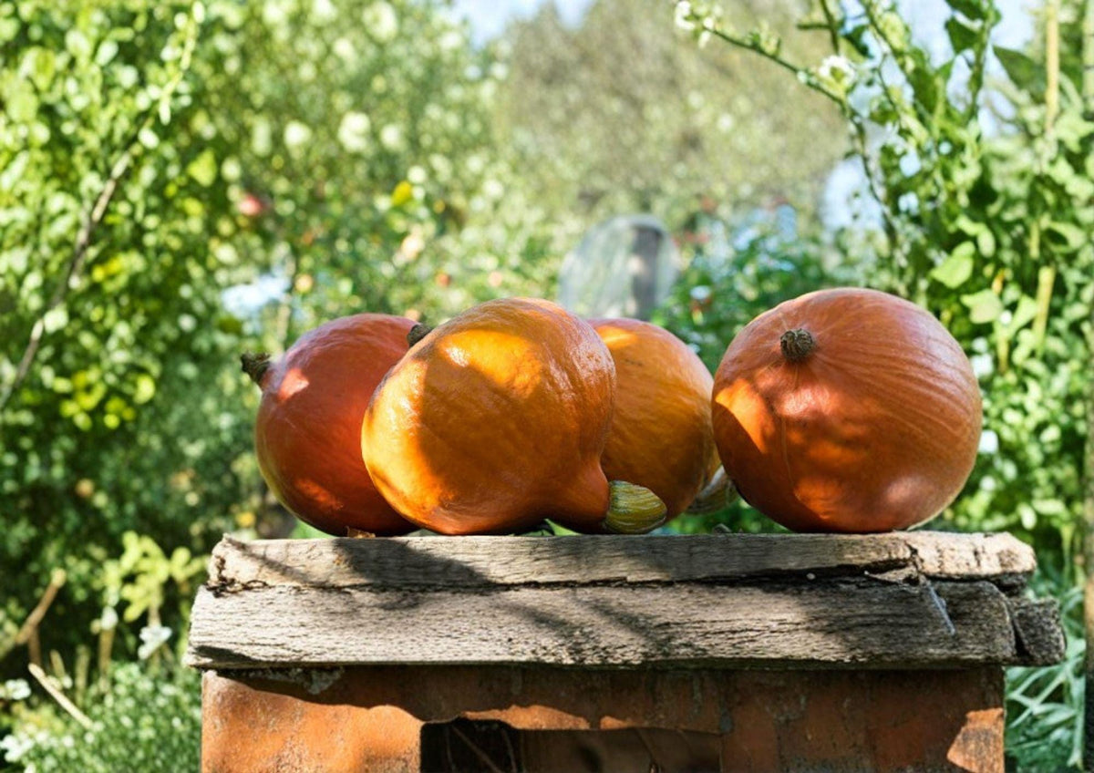 Baby Red Hubbard Orange Hokkaido Squash Seeds – Heirloom Non-GMO Vegetable Seeds for Garden Planting, Small Size, Sweet Winter Squash