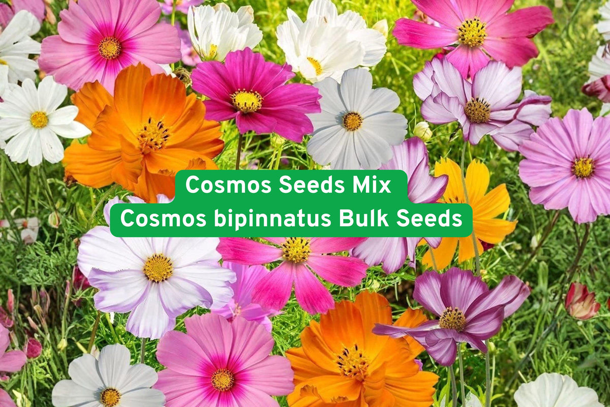 Cosmos Seeds Mix Bulk Wildflower Garden Seeds - Cosmos bipinnatus - Bright Colorful Blooms for Pollinator Gardens