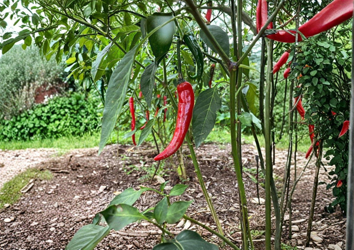 Cayenne Pepper Seeds Fiesta Blend Heirloom Organic Non-GMO Hot Chili Pepper Seeds for Garden Planting