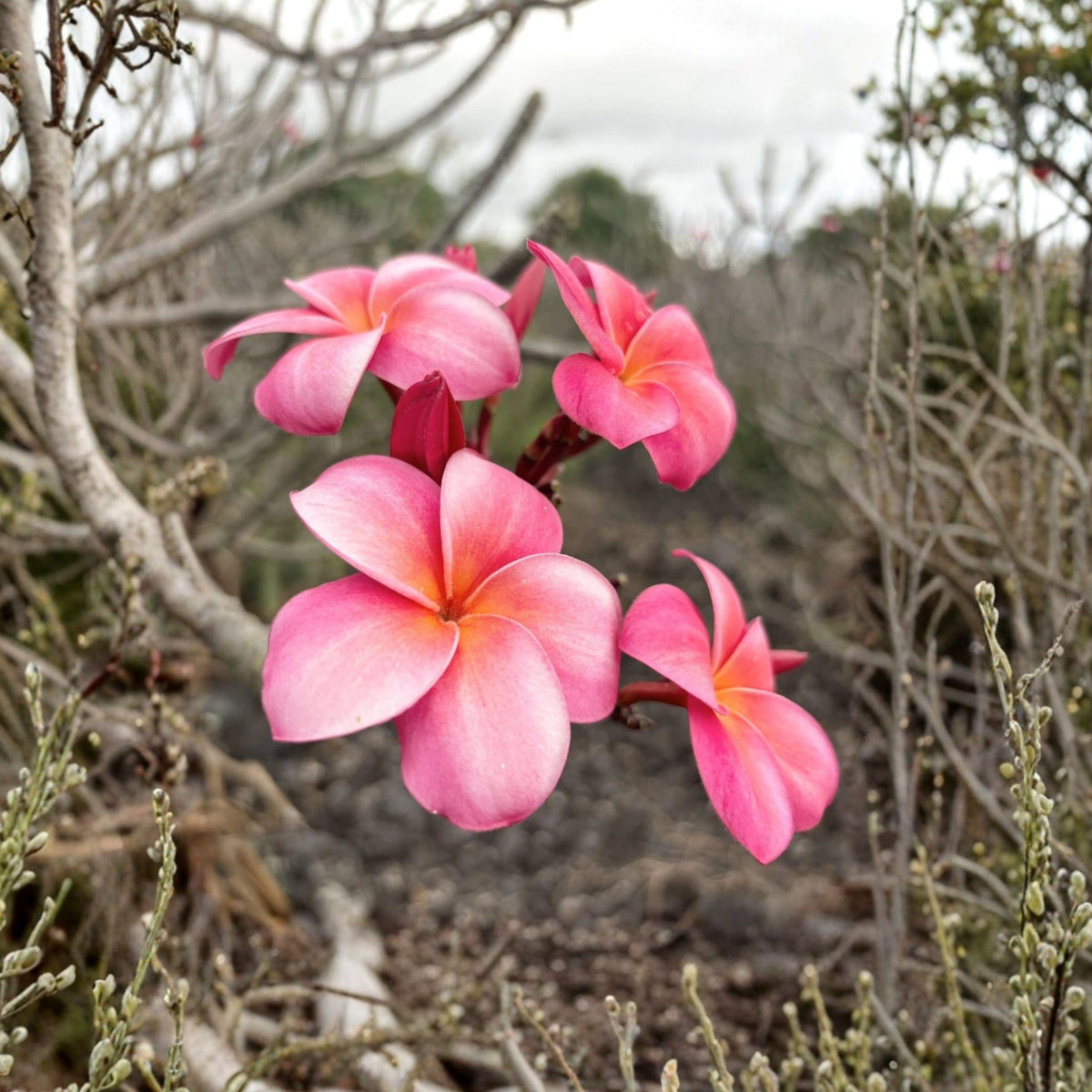 Pink Plumeria Cutting | Tropical Frangipani Starter Plant | 10 Inch Live Unrooted Propagation Plant | Plumeria rubra