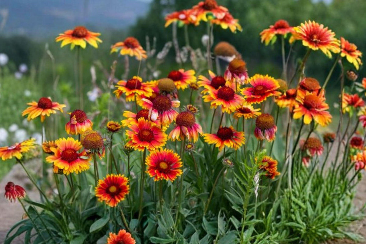 Indian Blanket Wildflower Seeds – Drought Tolerant Native Gaillardia pulchella with Red and Yellow Blooms, Easy to Grow, 100+ Seeds