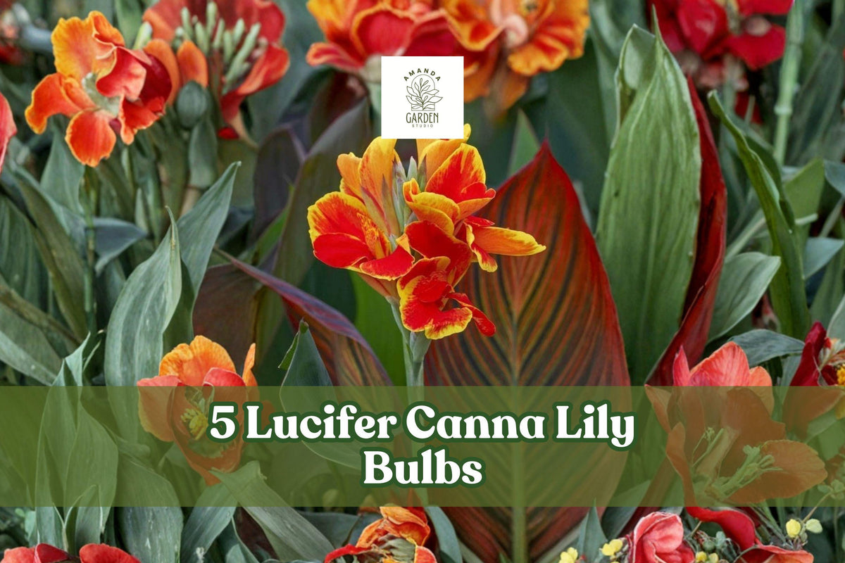 Canna Lily Bulbs 5 Pack - Lucifer Red Tropical Flower, Canna indica Cultivar, Summer Bloom, Garden, Border, Patio