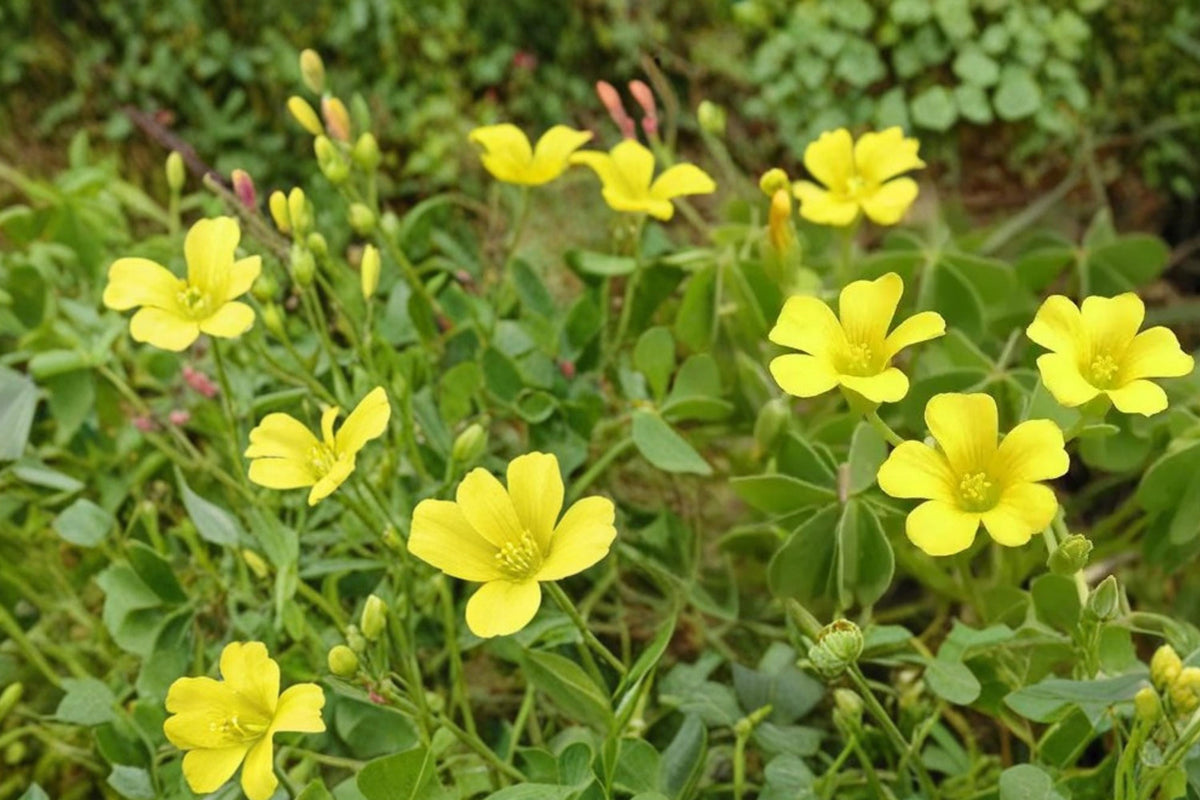Chilean Yellow Clover Seeds – Oxalis valdiviensis, Ground Cover Perennial with Bright Yellow Flowers, Herbaceous Plant, 10 Seeds