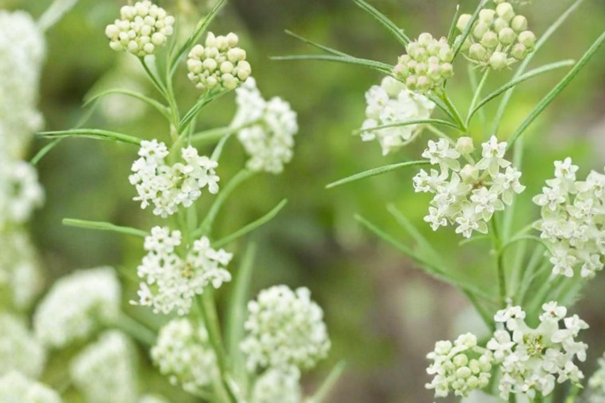 Whorled Milkweed Seeds – Asclepias verticillata Native Perennial for Wildflower Gardens, Prairies & Meadows