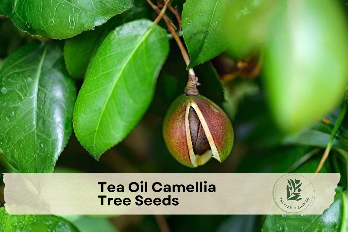 Tea Oil Camellia Tree Seeds – Camellia oleifera, Ornamental Flowering Tree for Garden Landscaping, White Pink Blooms, Perennial