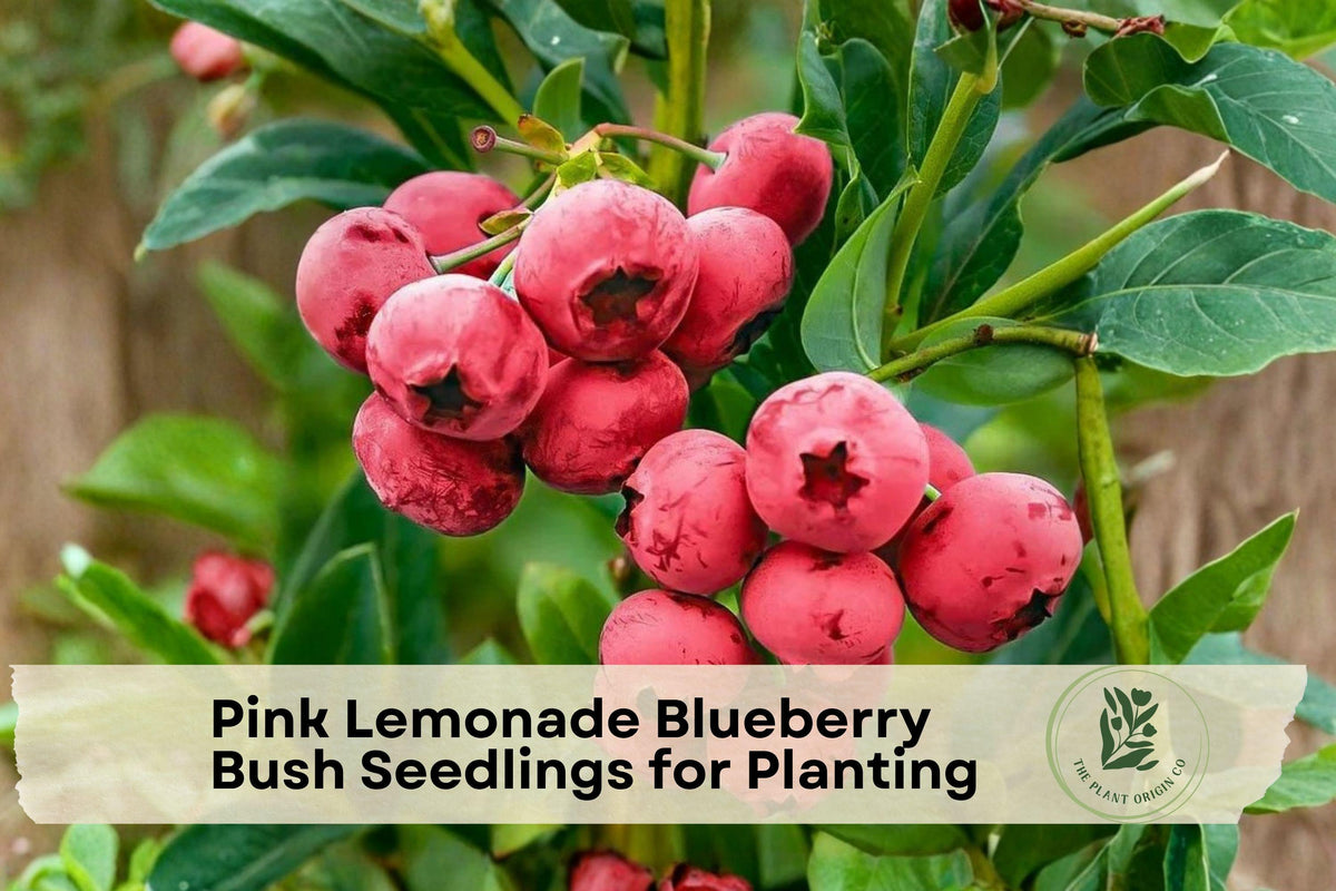 Pink Lemonade Blueberry Bush Seedlings – Live Vaccinium hybrid Fruit Plant for Garden, Yard, Outdoor Planting