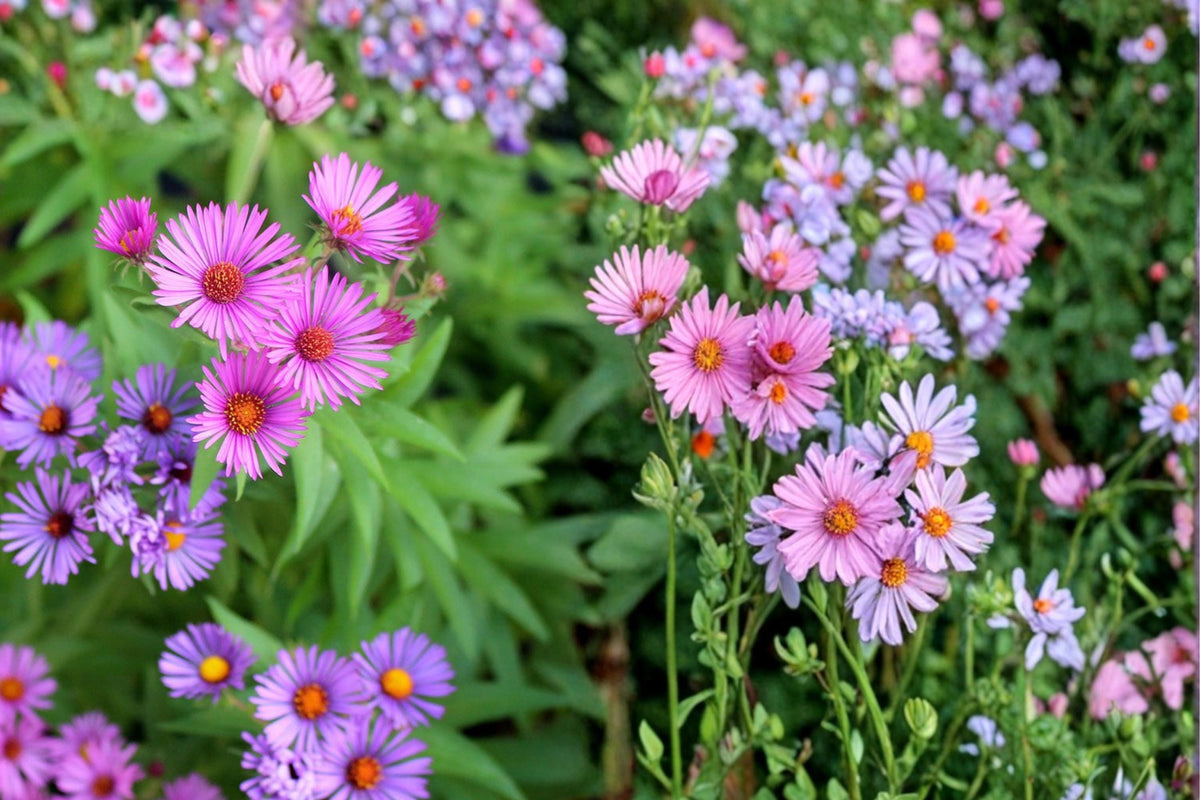 New England Aster Seeds – 100 Herbaceous Perennial, Purple Magenta Flowers, Symphyotrichum novae-angliae