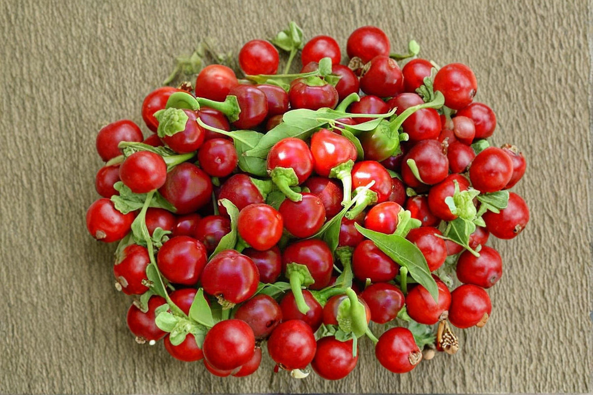 Red Cherry Pimenta Pepper Seeds – Heirloom Organic Non-GMO Spicy Garden Planting, 60+ Seeds, Compact Hot Pepper for Containers and Gardens