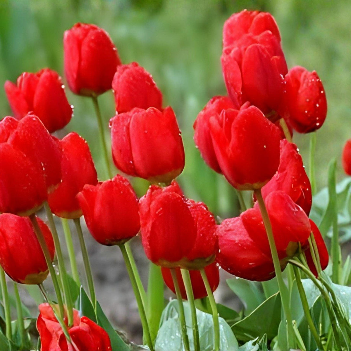 Red Tulip Bulbs – 5 Pack for Fall Planting – Bright Red Spring Flowers – Tulipa spp. Perennial Bulbs for Garden Beds & Containers