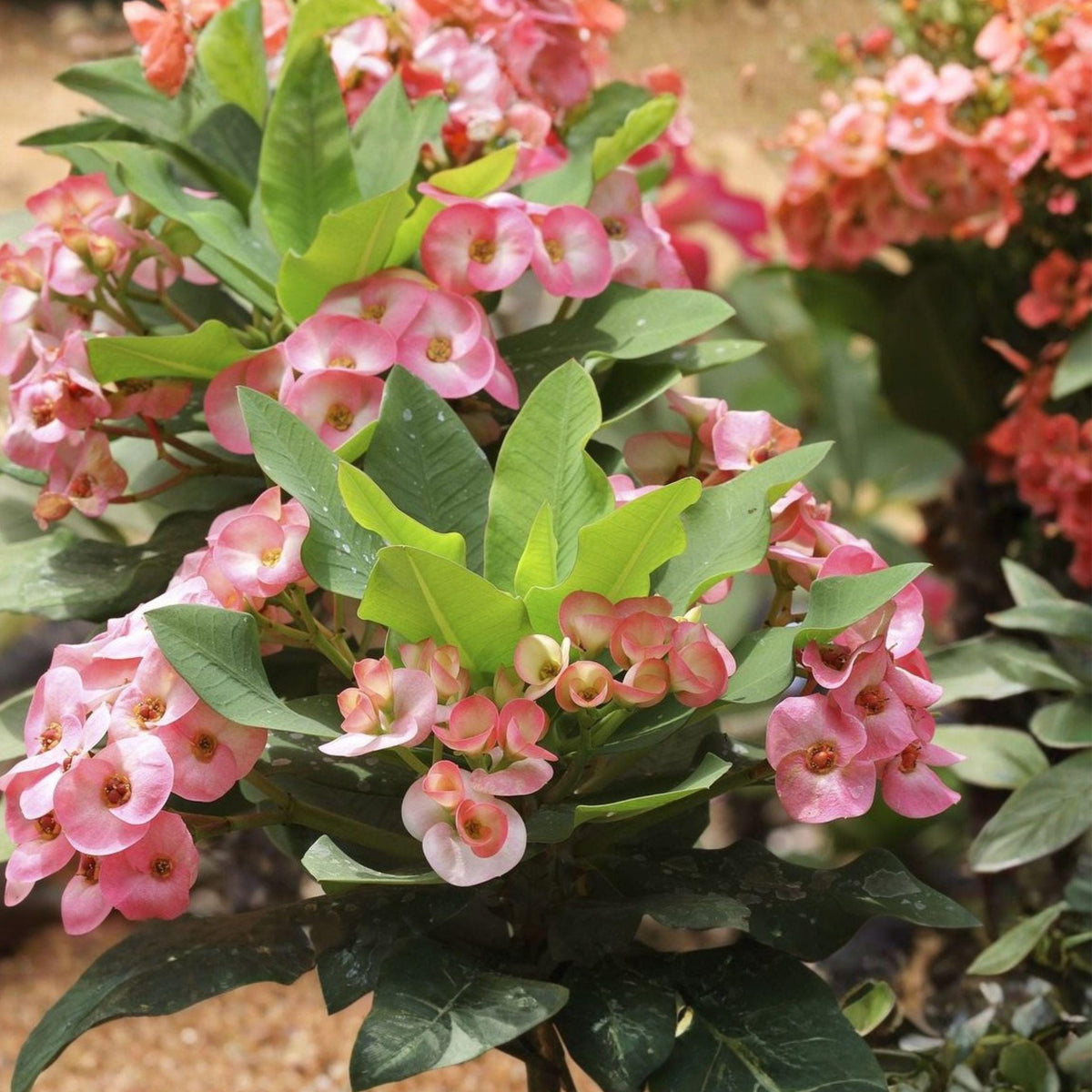 Euphorbia milii Rainbow Crown of Thorns Cutting | Multicolor Succulent Starter Plant for Propagation