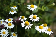 German Chamomile Seeds - 100 Pack, Medicinal Herb for Tea & Remedies, Matricaria recutita, Easy to Grow, Pollinator Garden