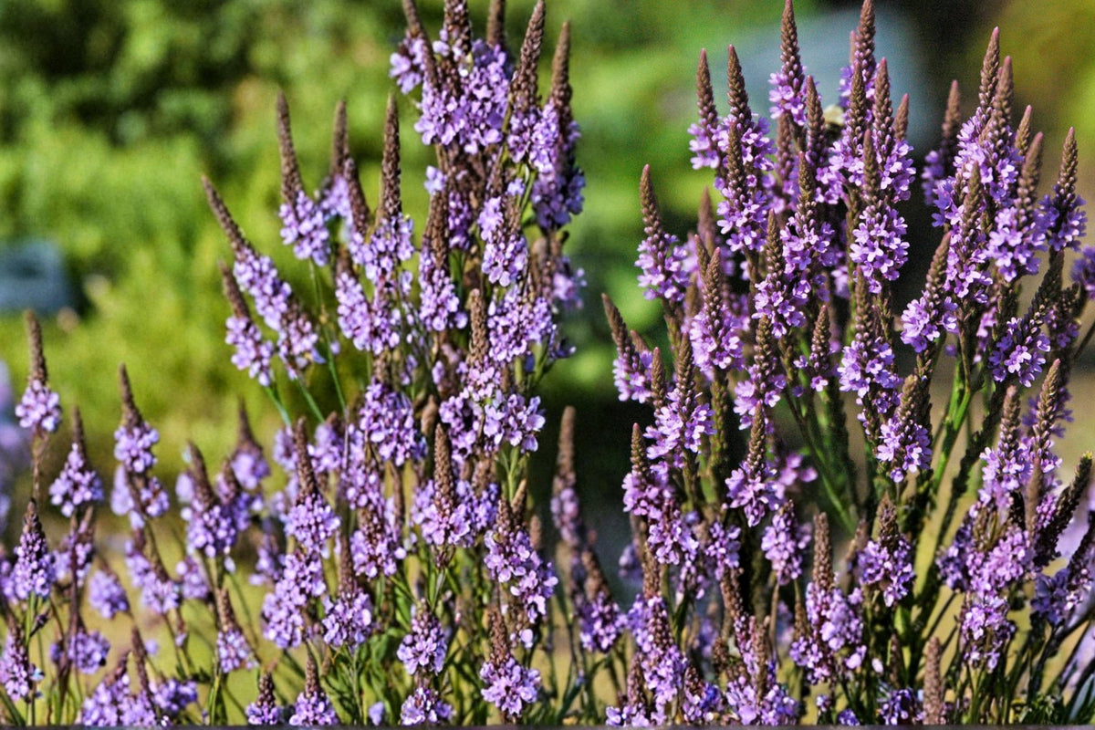 Blue Vervain Seeds – Verbena hastata Perennial Wildflower for Gardens, Meadows & Wetlands, 100 Seeds