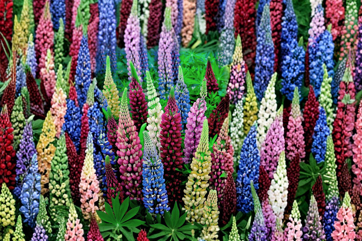 Russell Lupine Seeds Mixed Colors – Perennial Flower Seeds for Pollinator Gardens, Tall Upright Spikes, Vibrant Blooming Plants