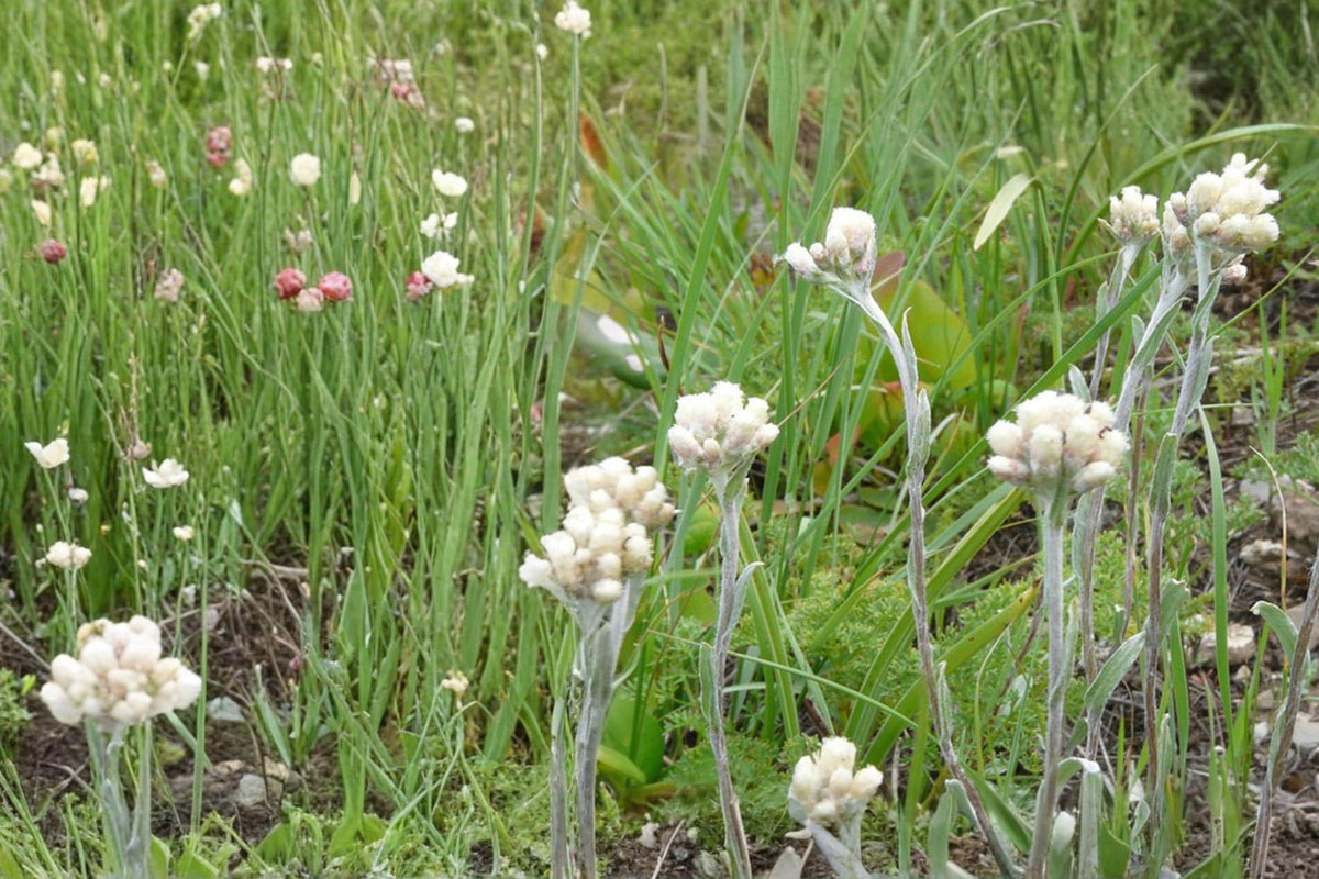 Pussytoes Seeds – Antennaria spp. Herbaceous Perennial with White Flowers, Ground Cover, Drought Tolerant, Native Plant Seed