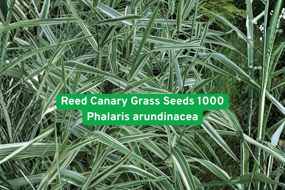 Reed Canary Grass Seeds 1000 | Ornamental Wetland Grass | Phalaris arundinacea for Erosion Control & Landscaping