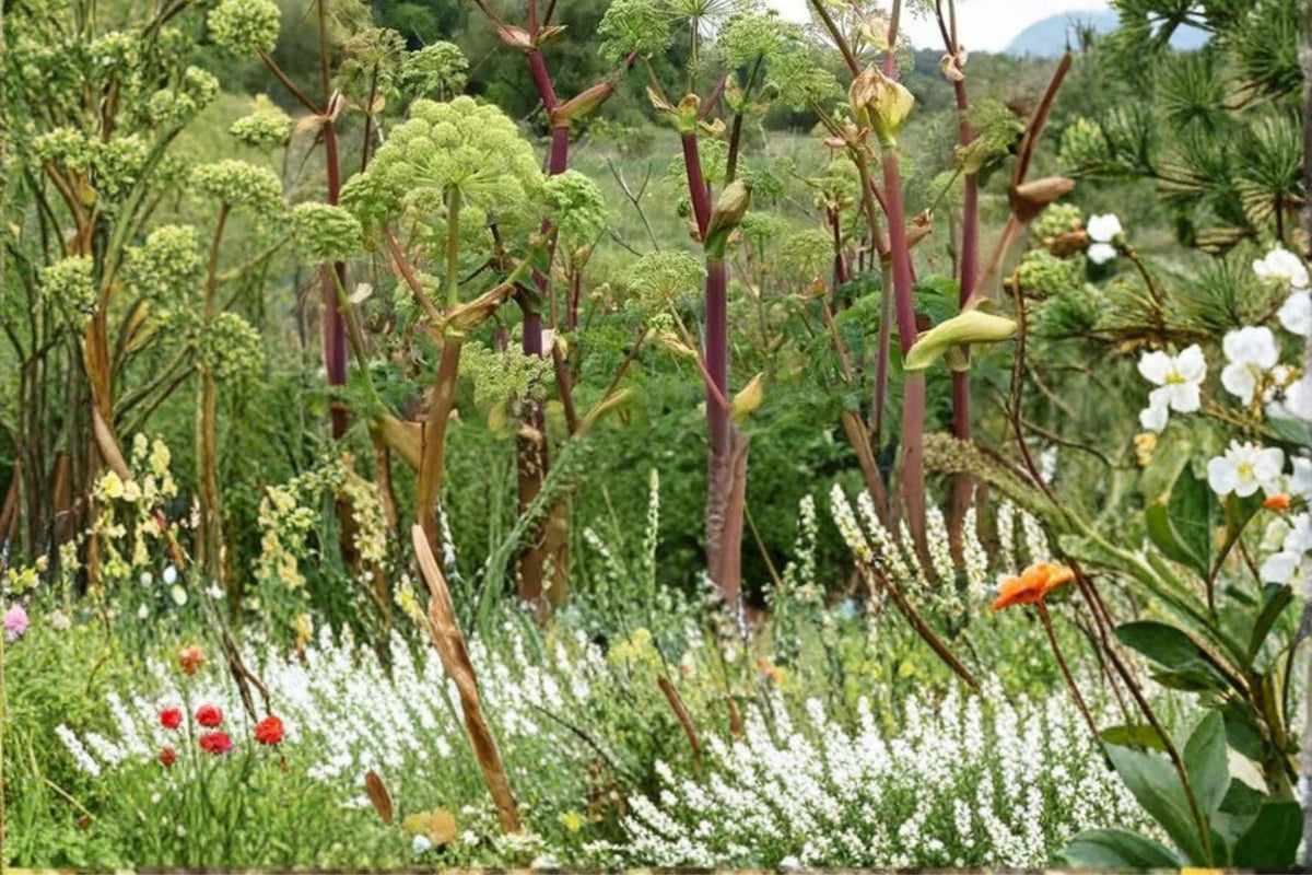 Great Angelica Seeds – Angelica atropurpurea Herbaceous Biennial with Greenish-White to Purplish Umbels