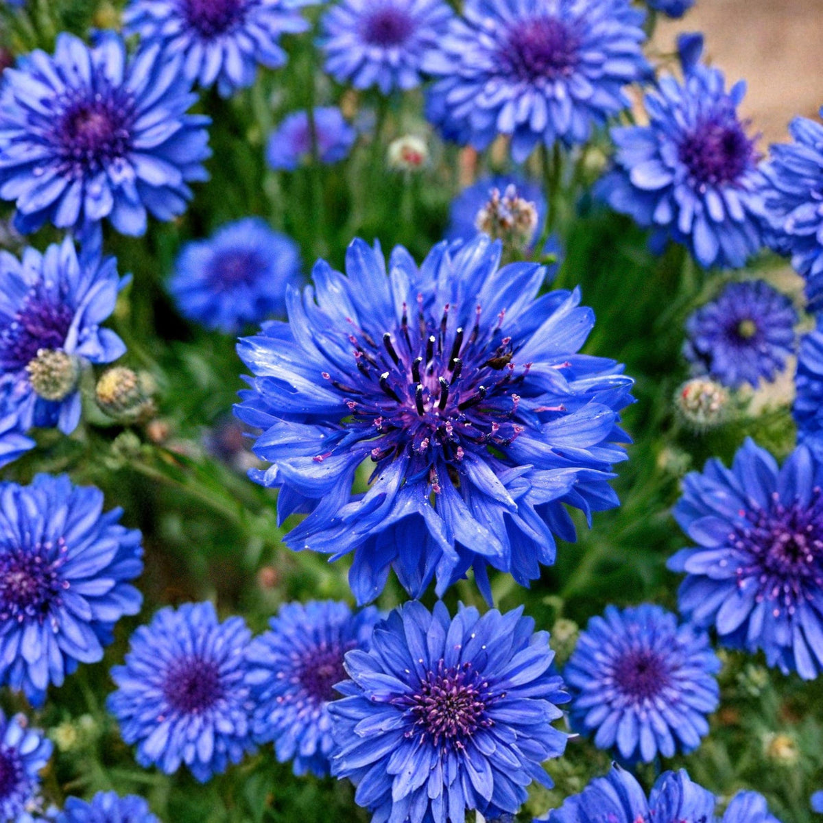 Blue Bachelor’s Button Seeds | Cornflower Annual Wildflower | Bright Blue Flowers | Centaurea cyanus | Pollinator Garden Plant