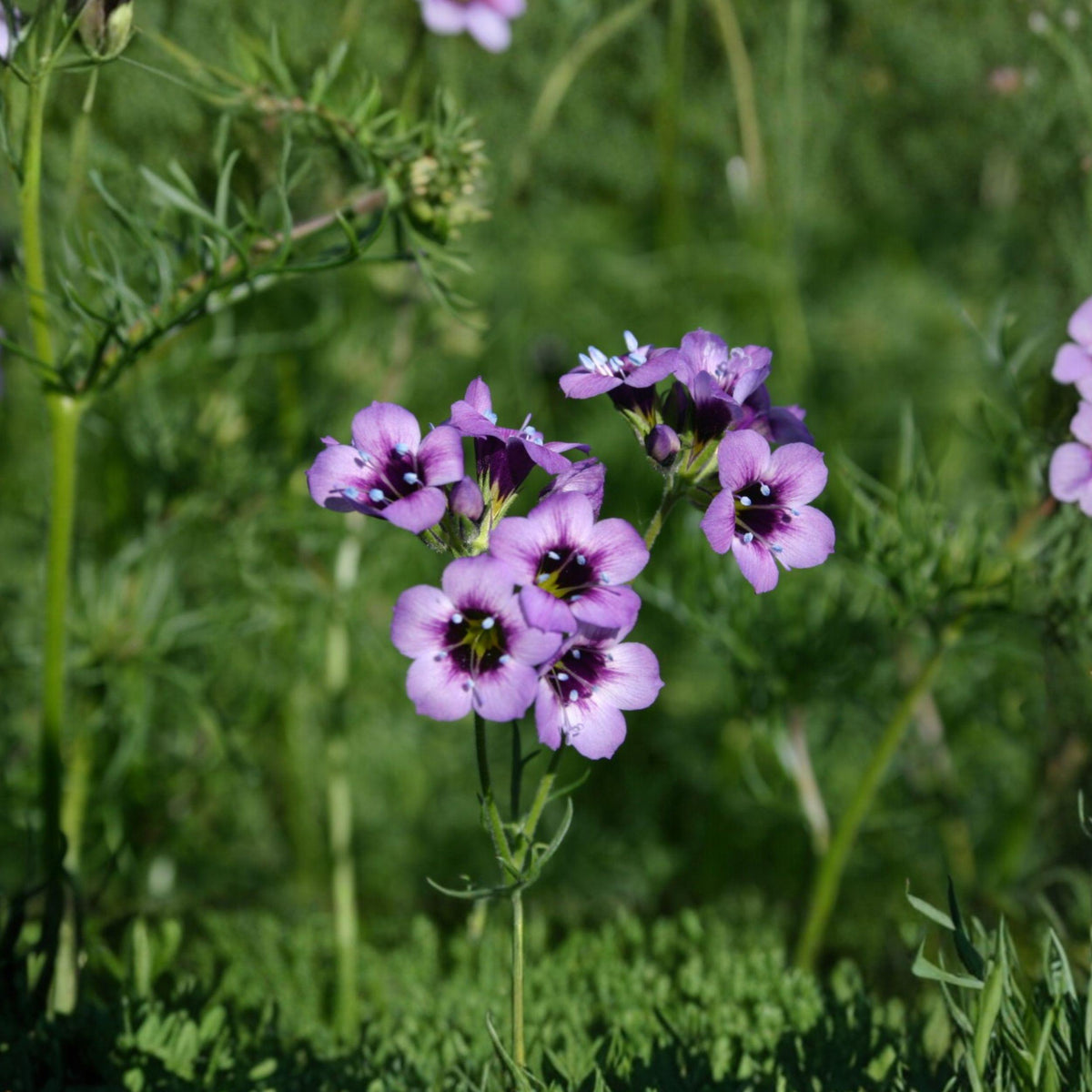 Gilia Tricolor Seeds, Bird’s Eyes Wildflower, Annual Pollinator Garden Plant, 100 Seeds