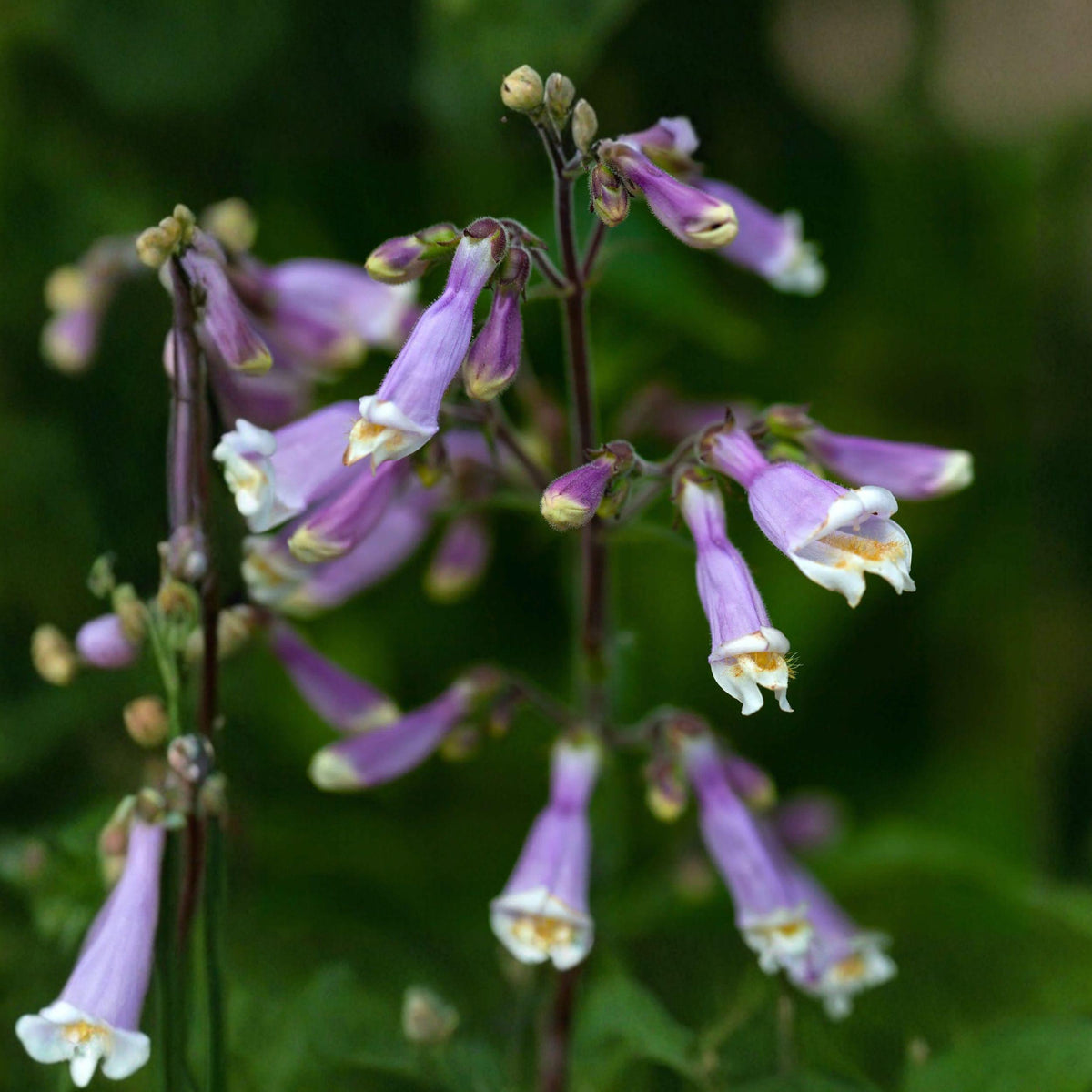 Hairy Beardtongue Seeds 100 Penstemon hirsutus Native Wildflower Pollinator Perennial
