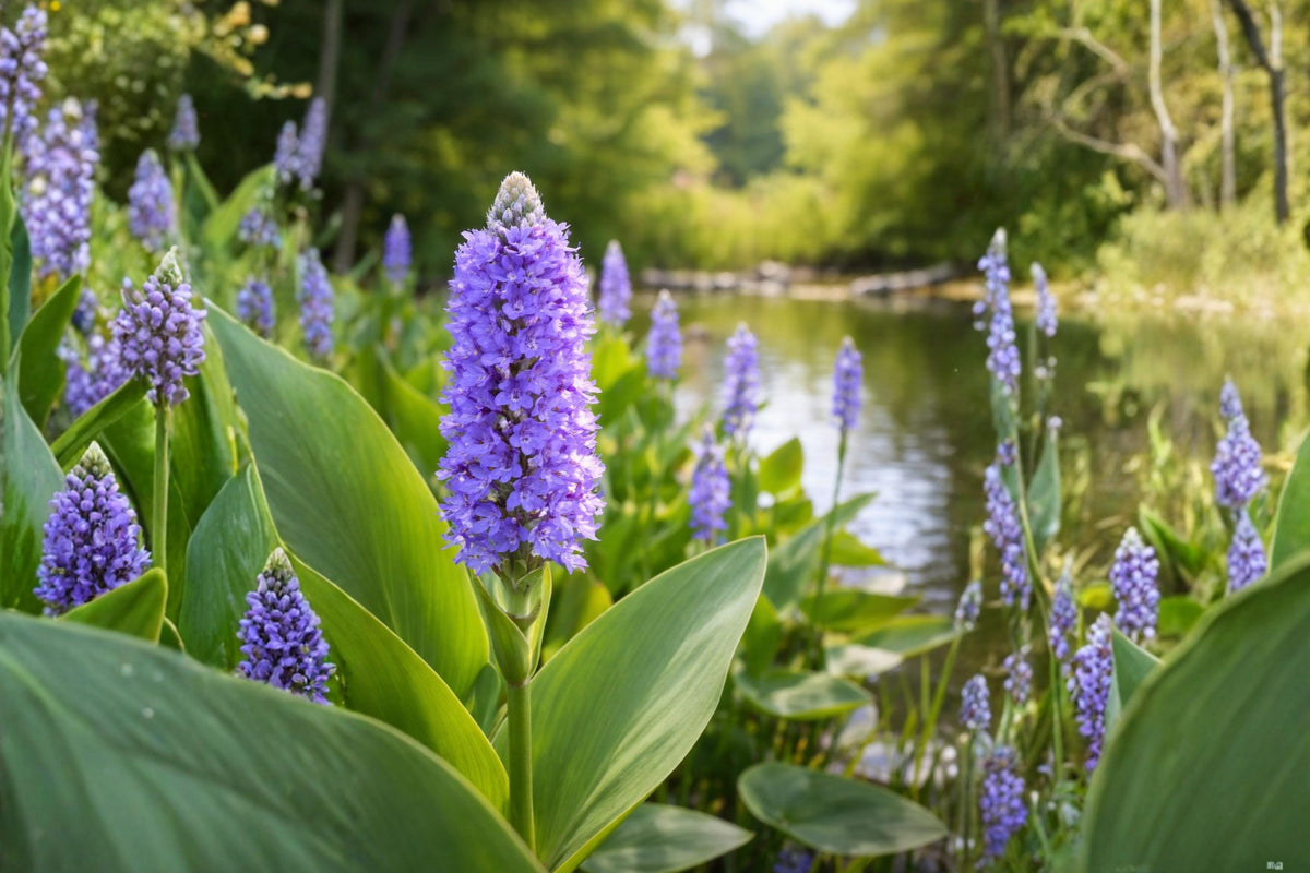 Pickerelweed Seeds - Native Aquatic Plant for Ponds & Wetlands - Pontederia cordata - Vibrant Purple-Blue Flowers, Pollinator-Friendly