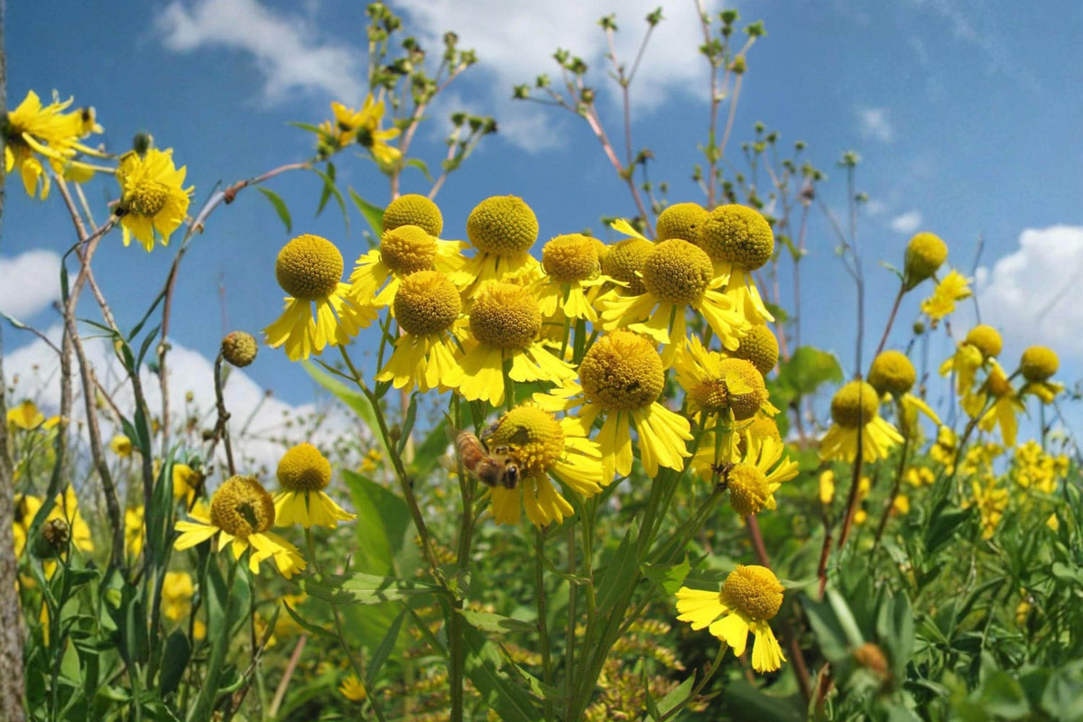 Autumn Sneezeweed Seeds (100) | Native Wildflower with Golden-Yellow Daisy-Like Blooms | Helenium autumnale