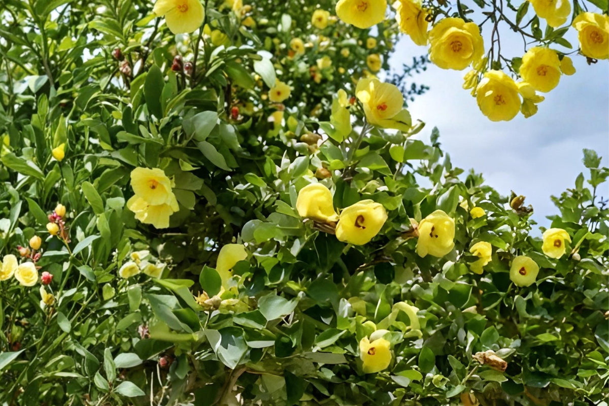 Yellow Rose of Sharon Seeds, Hibiscus hamabo, Ornamental Shrub, Soft Yellow Blooms, Hardy Hibiscus, Garden Hedge Plant, Tropical Look