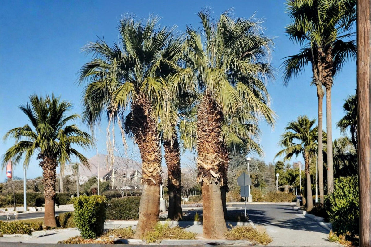 California Fan Palm Seeds – Washingtonia filifera, Desert-Adapted Fan Palm Tree, Drought Tolerant, Full Sun, Ornamental Landscape Plant