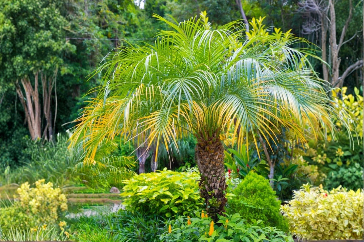 Pygmy Date Palm Seeds – Phoenix roebelenii – Compact Ornamental Palm for Tropical Landscapes