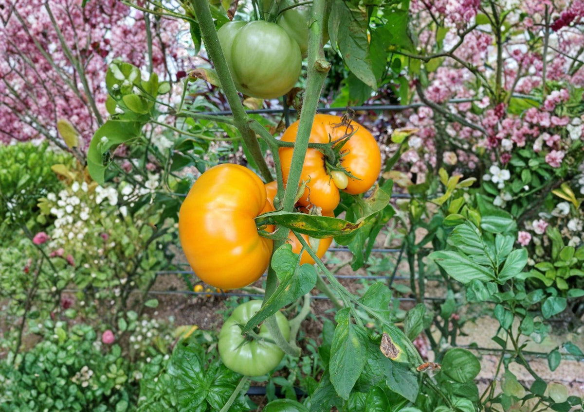 120+ Yellow Brandywine Tomato Seeds – Heirloom Non-GMO Solanum Lycopersicum Large Golden Slicing Tomato for Organic Garden Planting