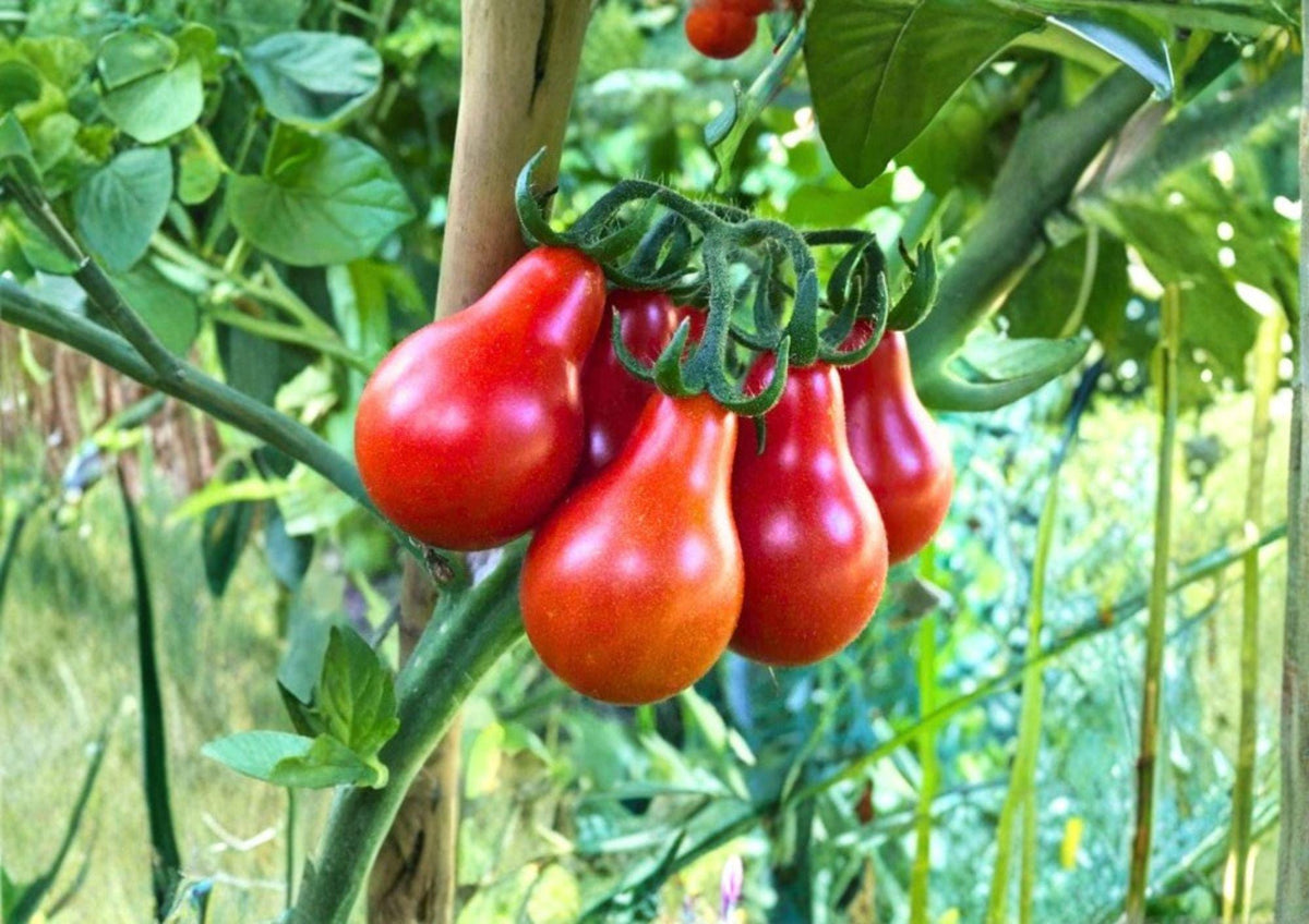 Red Pear Tomato Seeds – Heirloom Non-GMO Cherry Tomato Seeds for Garden, 120+ Pear-Shaped Solanum Lycopersicum