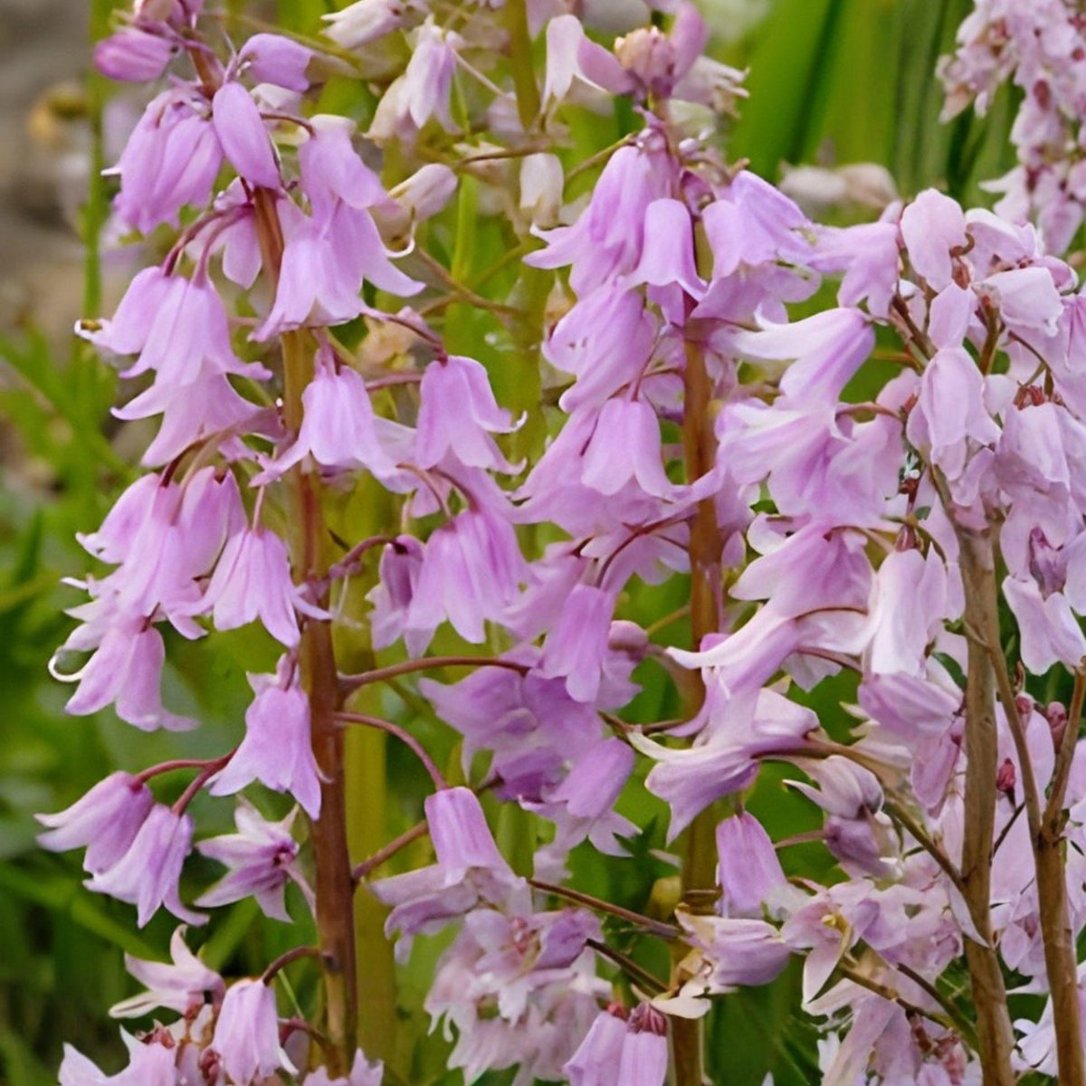 Spanish Bluebell Bulbs – 10 Pink Bell Flowers, Hardy Perennial Garden Blooms, Spring-Flowering, Woodland Garden, Naturalized Planting