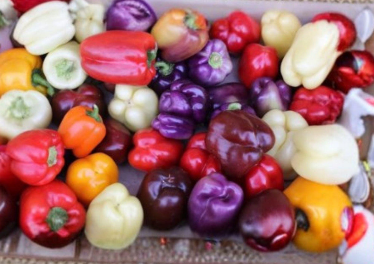 Rainbow Bell Pepper Seed Mix – 7 Color Varieties, Heirloom, Non-GMO, Sweet Pepper Seeds for Garden, Container, and Greenhouse Planting