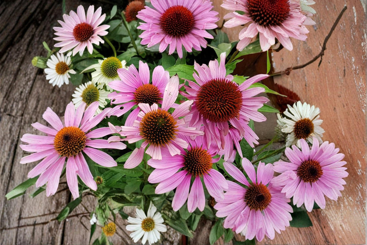 Purple Coneflower Seeds – Echinacea purpurea Wildflower, Perennial, Pollinator-Friendly, Drought Tolerant, Garden & Prairie Plant
