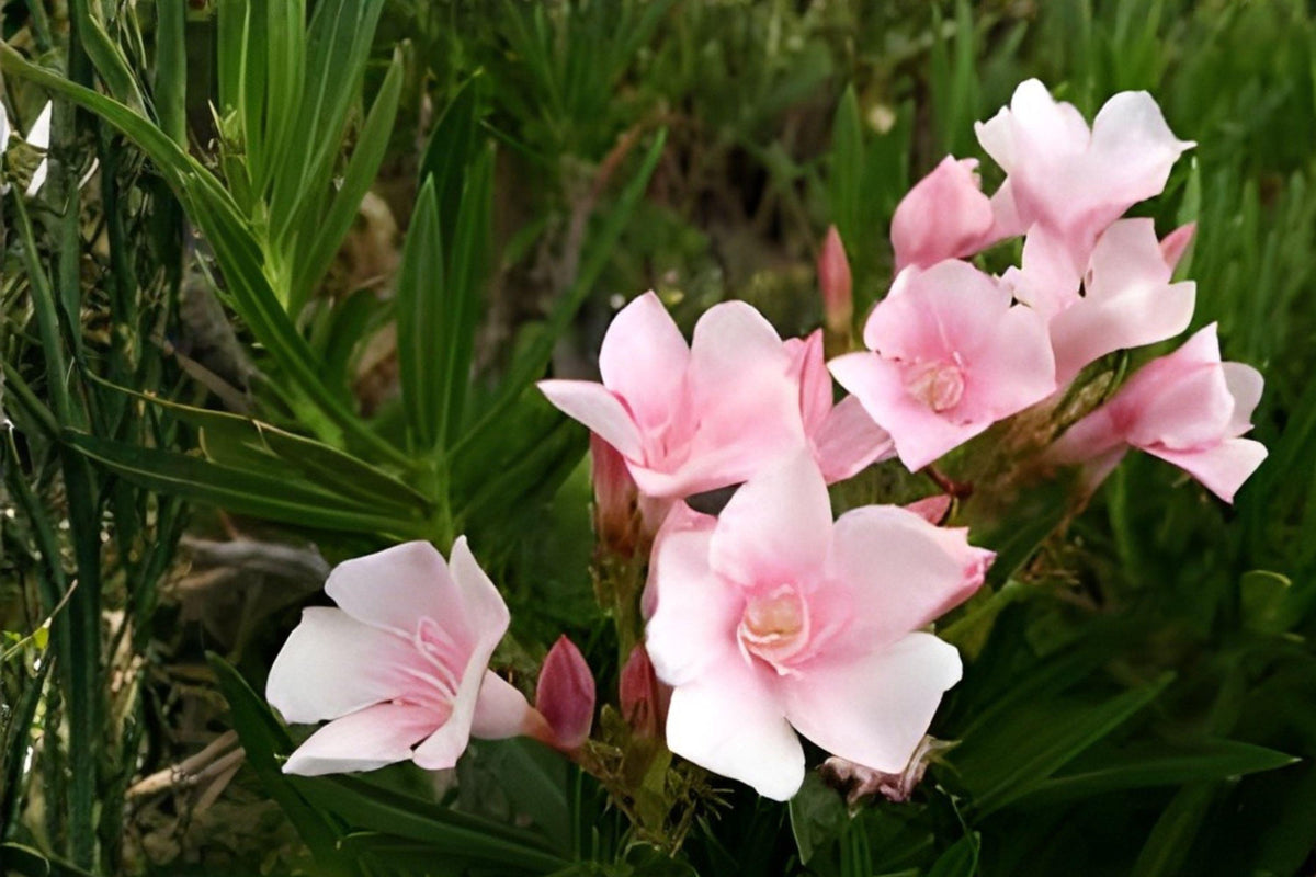 Pink Oleander Cuttings – Evergreen Flowering Shrub for Warm Climate Gardens, Nerium oleander, Drought Tolerant, Privacy Hedge