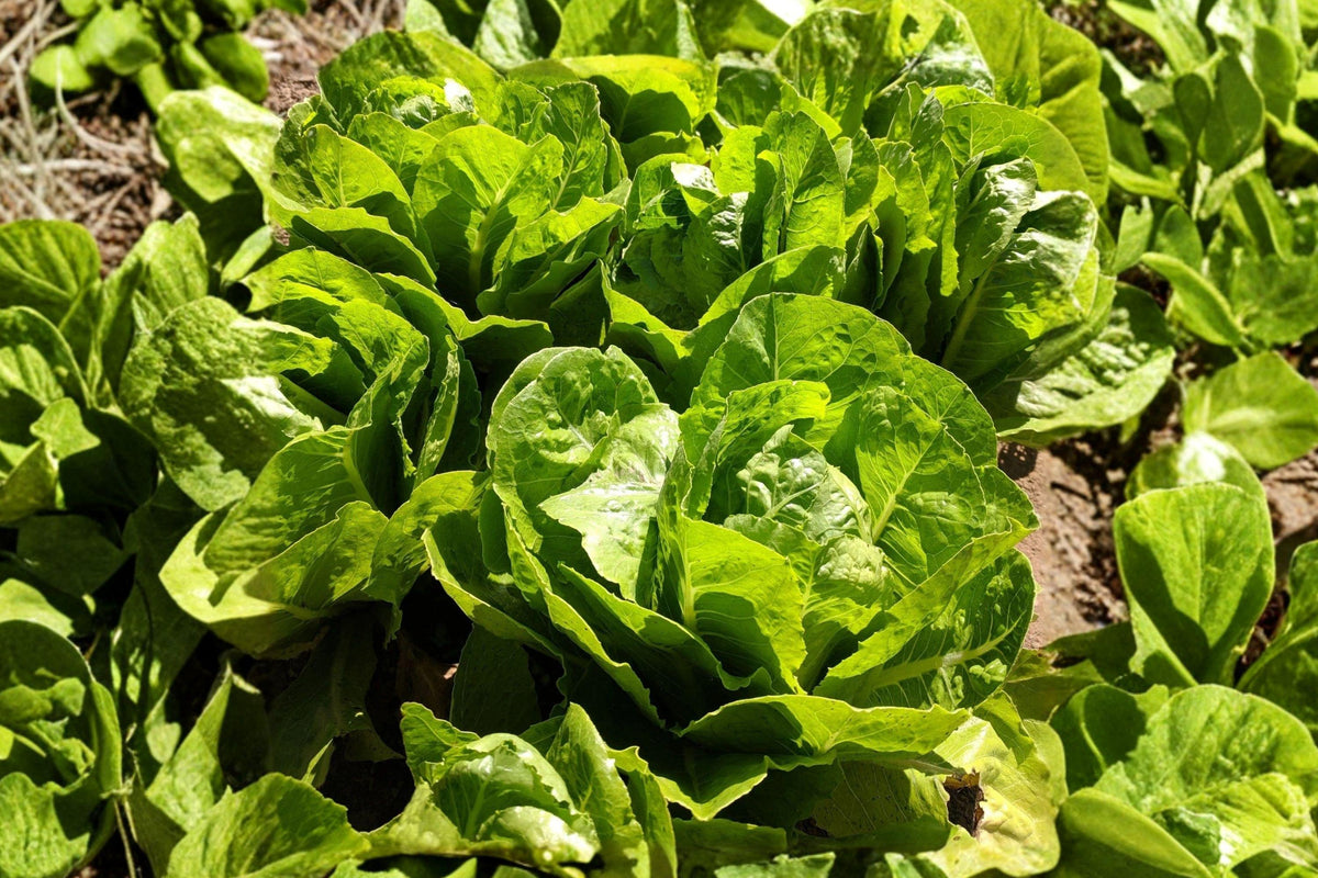 Giant Caesar Lettuce Seeds Heirloom Romaine, Sweet Flavor, Heat Tolerant, Bulk 1000+ Seeds for Garden, Salad, Wraps