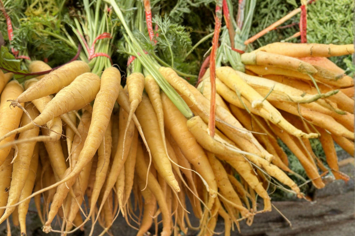 Yellow Carrot Seeds – Heirloom Non-GMO Garden Planting Pack of 200+ Seeds for Bright, Sweet, Crisp Roots