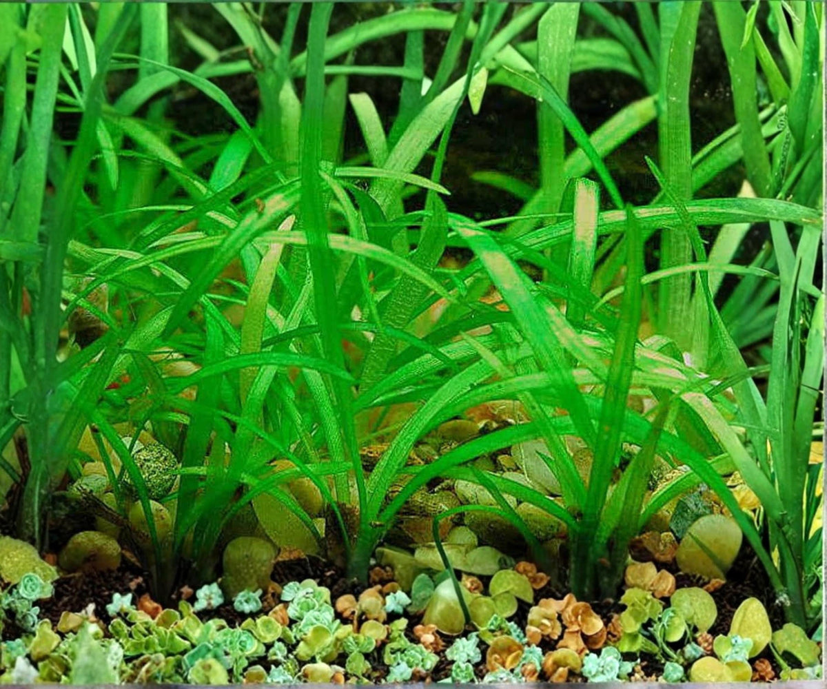 Dwarf Sagittaria Subulata Live Aquarium Plant 2 Pack, Foreground Carpet, Freshwater, Easy to Grow, Aquascaping, Sagittaria