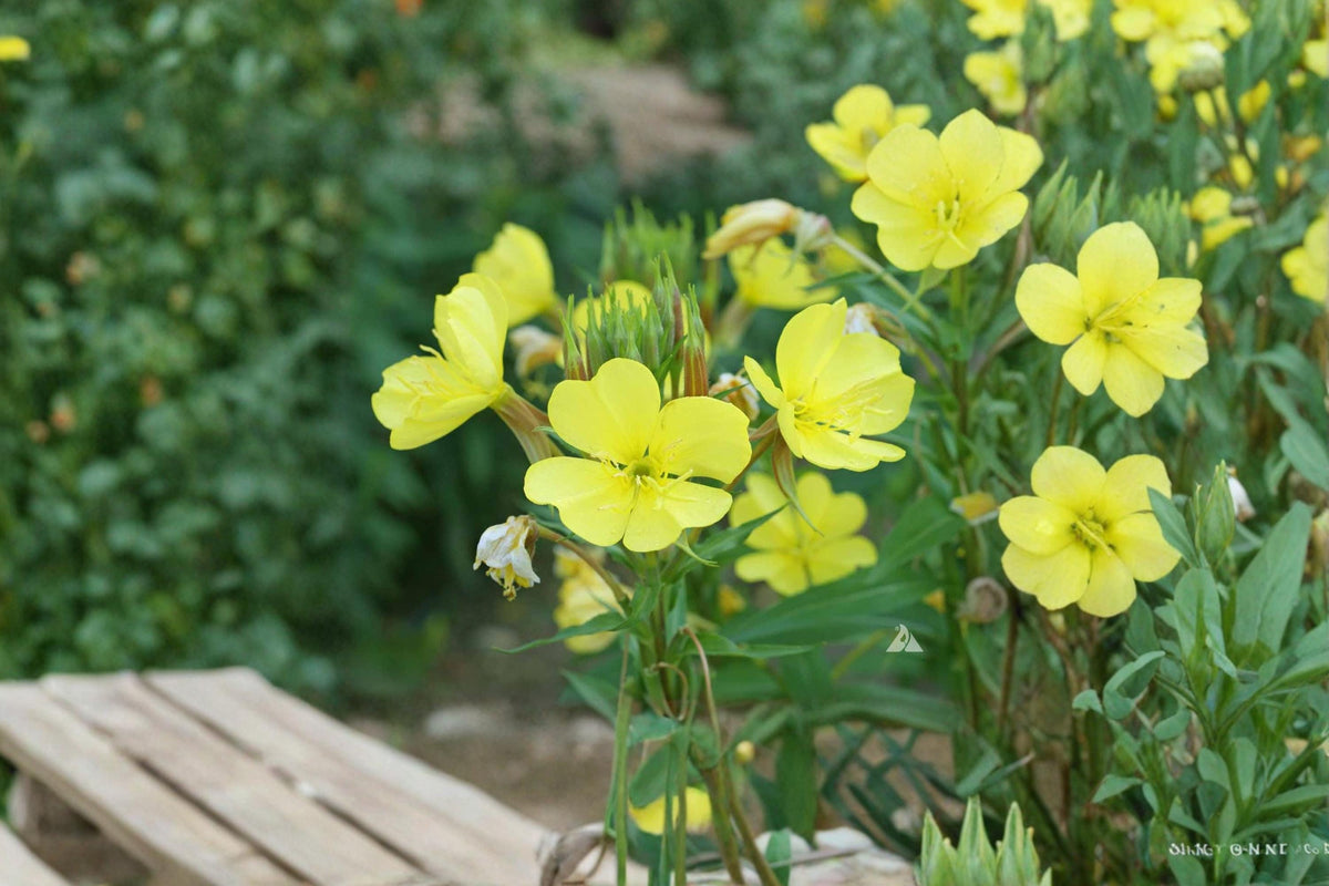 Evening Primrose Seeds – Oenothera lamarckiana – Bright Yellow, Wildflower, Pollinator, Biennial Flower Seed