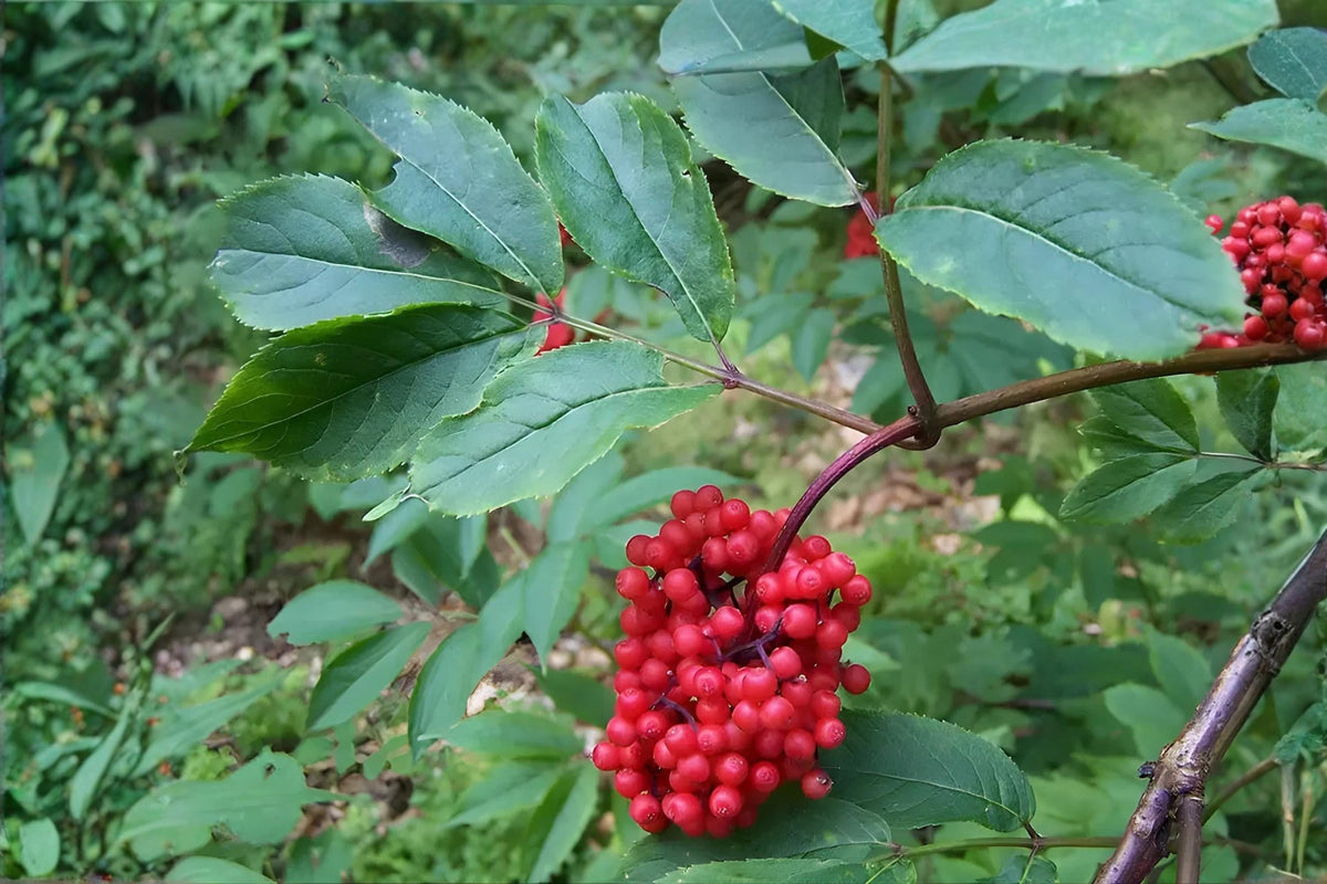 Red Elderberry Seeds (Sambucus racemosa) – Fast-Growing Shrub with White Flowers & Bright Red Berries for Wildlife Gardens