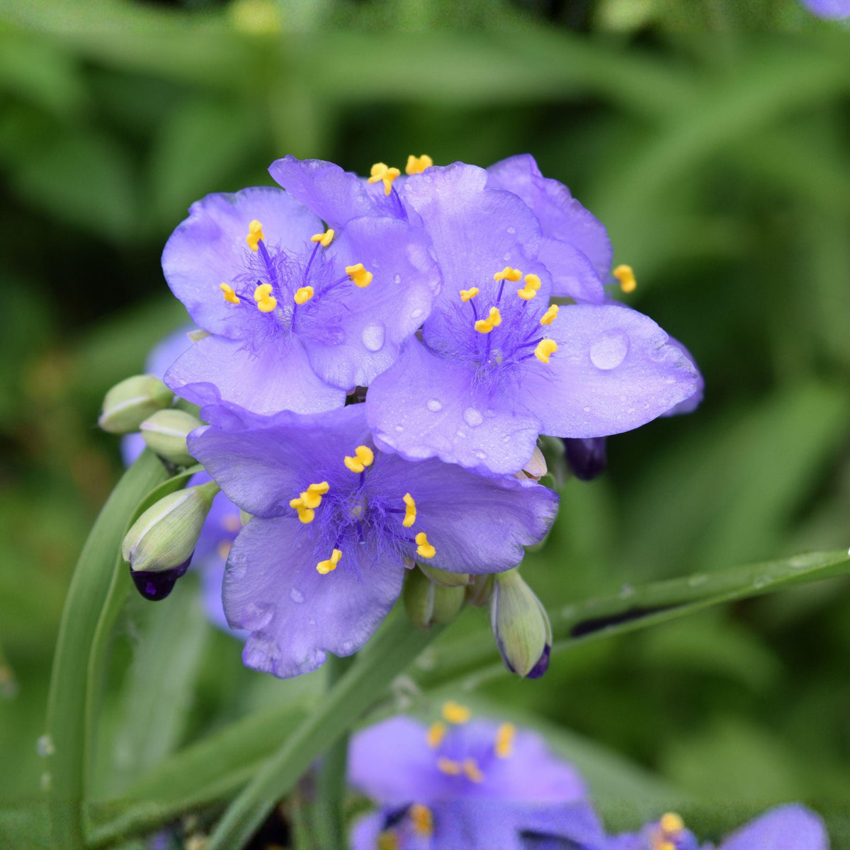 Prairie Spiderwort Seeds – Tradescantia bracteata Native Wildflower, Purple Flowers, Pollinator Plant, Perennial, 25 Seeds
