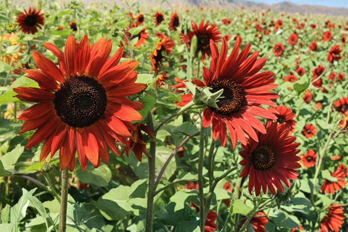 Velvet Queen Sunflower Seeds – Helianthus annuus – Burgundy Red Blooms, Annual Flower for Garden Borders and Full Sun Planting