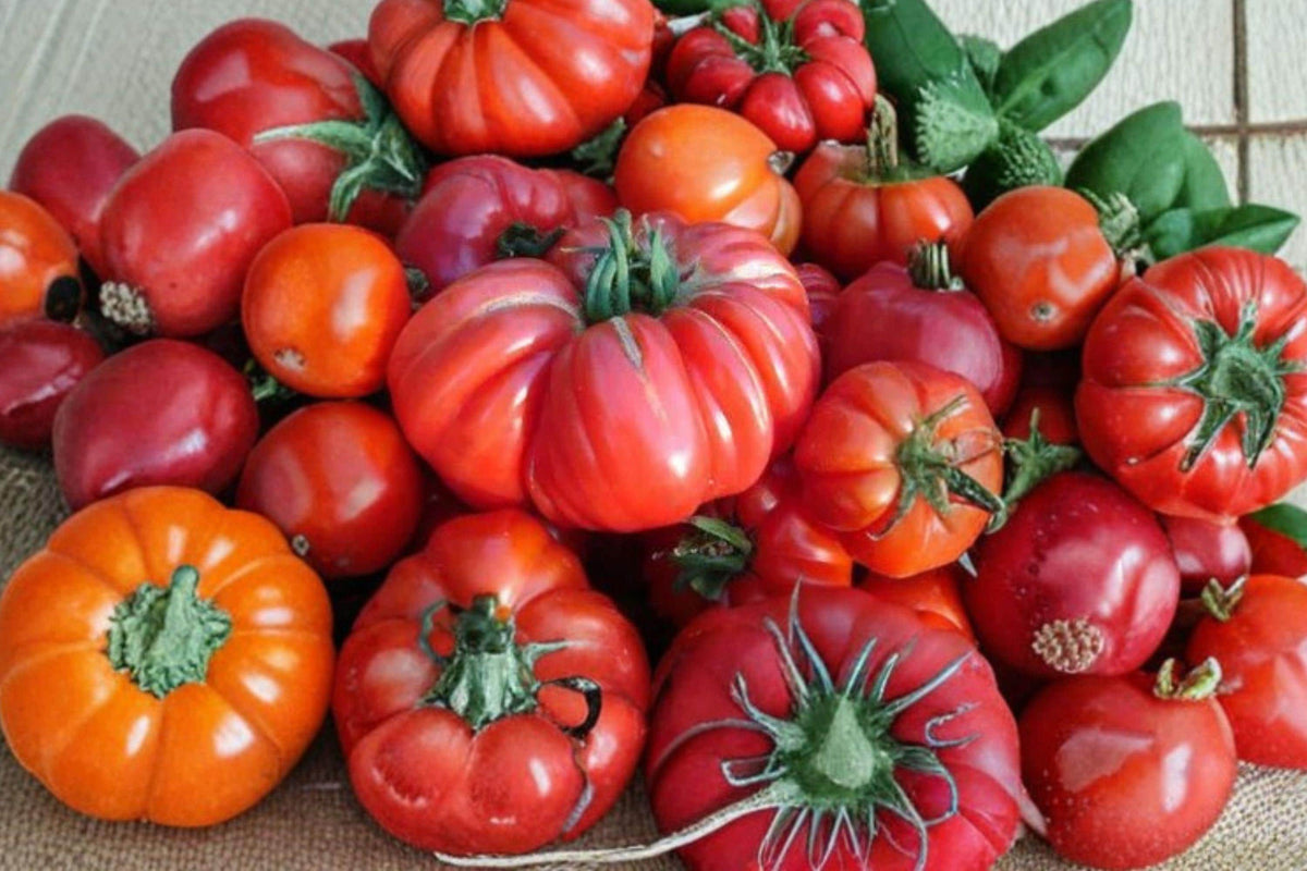 German Giant Heirloom Pink Beefsteak Tomato Seeds – Large, Sweet, High Yield, Indeterminate, Non-GMO, 120+ Seeds