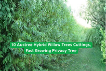 10 Austree Hybrid Willow Tree Cuttings | Fast Growing Privacy Trees for Shade & Windbreaks | Salix spp.