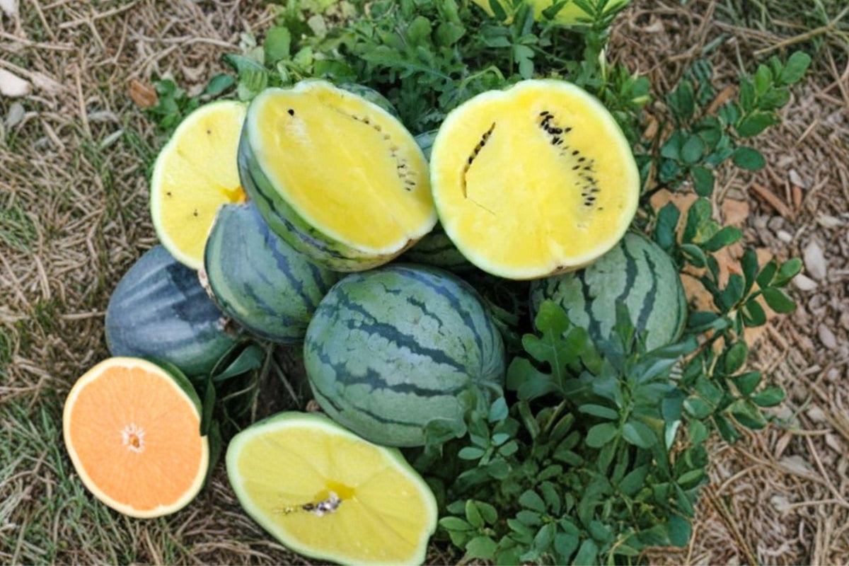 Yellow Gem Watermelon Seeds, Mini Melon, Juicy, Sweet, Rare Variety, 10+ Seeds for Home Gardening