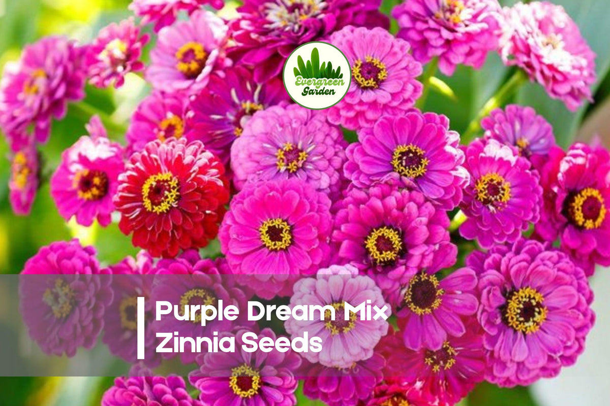 Purple Dream Mix Zinnia Seeds – Colorful Annual Flower for Borders, Cut Flowers & Pollinator Gardens, Zinnia elegans