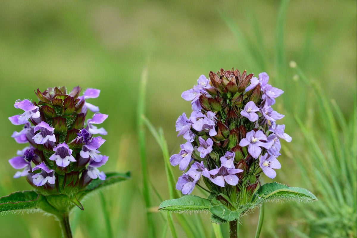 Heal All Seeds – Prunella vulgaris Wildflower, Perennial Groundcover, Purple Flower Spikes, Pollinator Plant, Native Meadow Seed