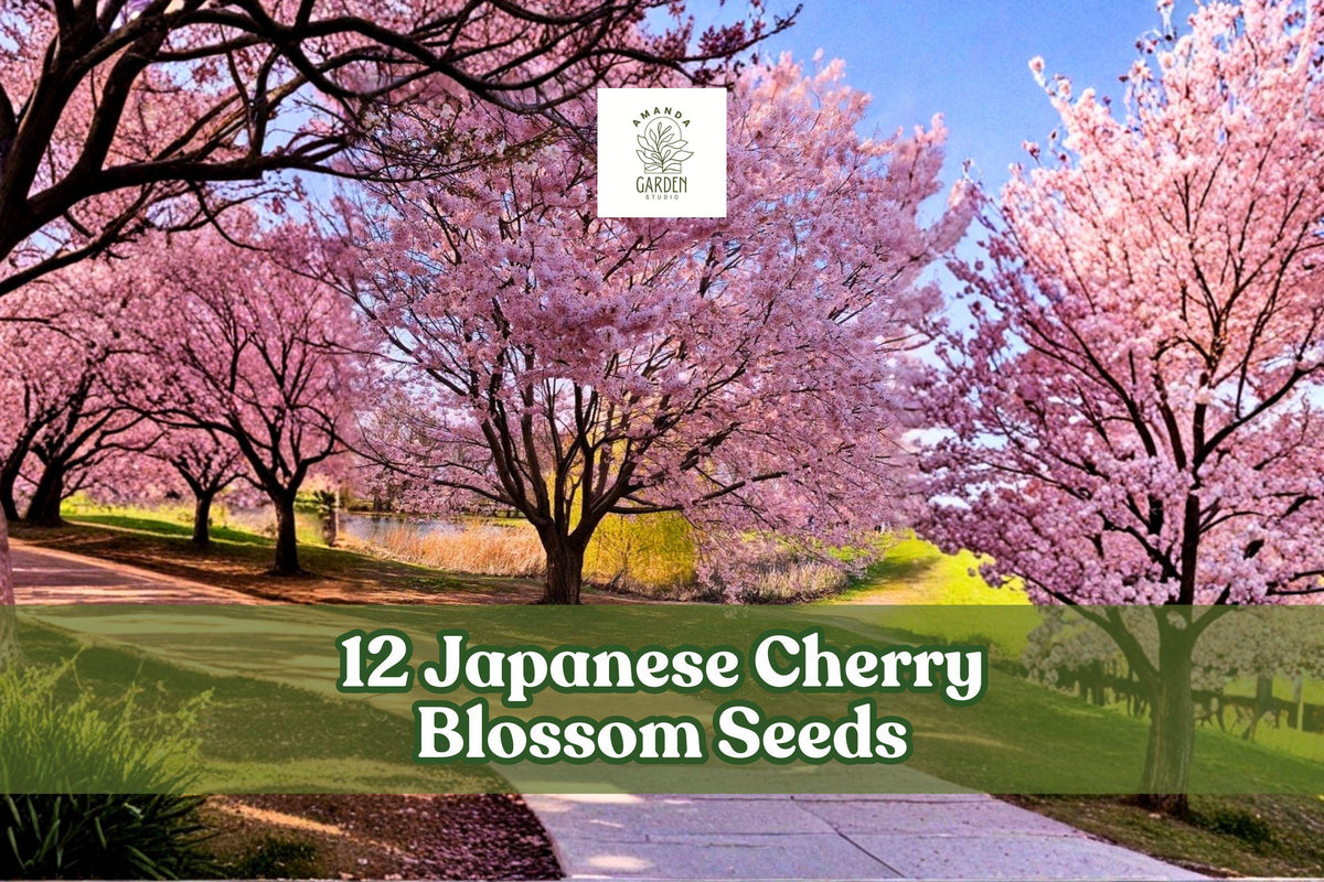Japanese Cherry Blossom Seeds, Prunus serrulata, Pink Ornamental Tree, 12 Seeds for Garden or Bonsai Cultivation