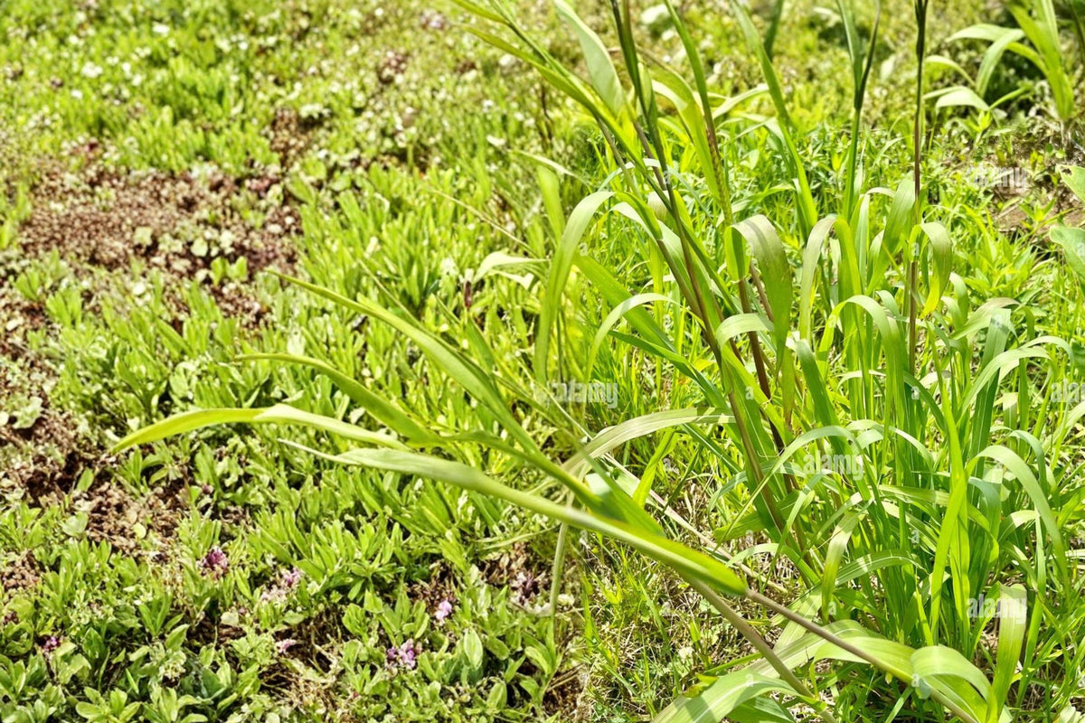 Eastern Gamagrass Seeds – Tripsacum dactyloides Native Prairie Grass for Restoration & Landscaping