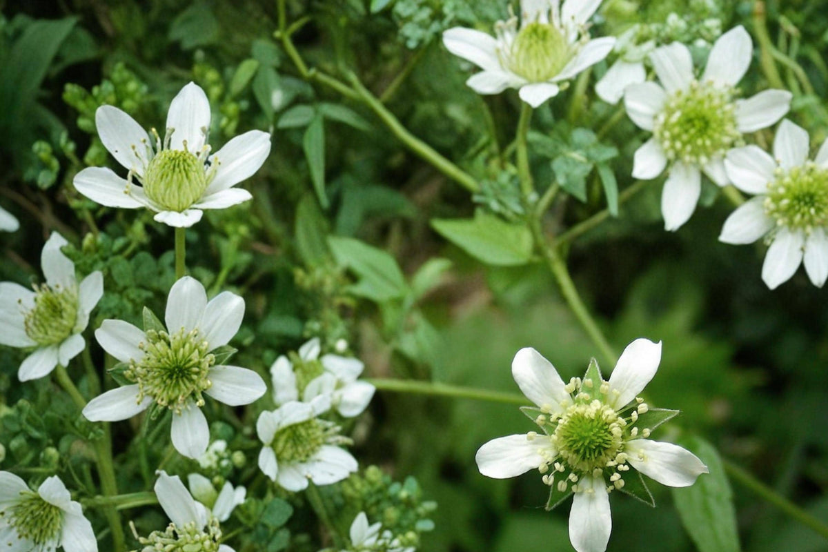 White Avens Seeds – Geum canadense Perennial Woodland Wildflower with White Flowers for Shade Gardens