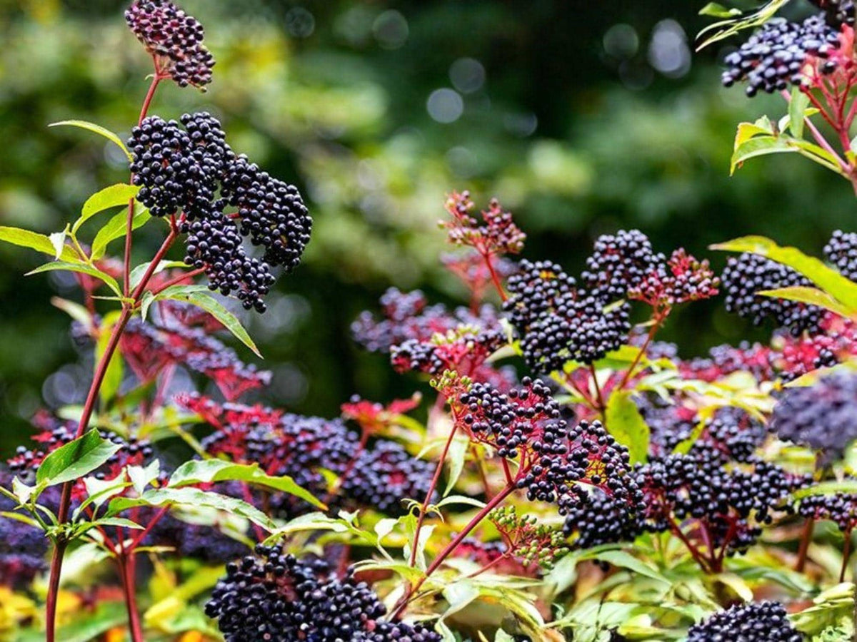 Elderberry Live Plants – Sambucus Berry Shrub for Garden, Wildlife, Hedge – 2 ft Tall
